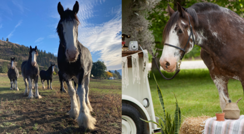Have a tea party with Horse Drawn Okanagan this Mother’s Day